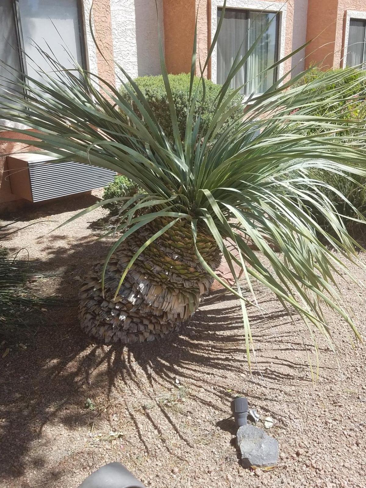 Days Inn By Wyndham Camp Verde Arizona Exteriör bild